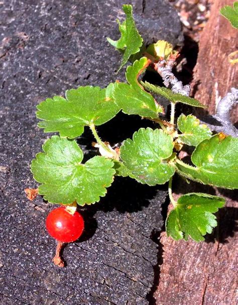 Cherrylaurel (prunus caroliniana), cotoneaster (cotoneaster spp.), firethorn. Rocky Mountain Bushcraft: Rocky Mountain Edible Plant ...