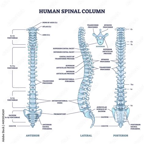 Human Spinal Column Structure With Backbone And Spine Skeletal Anatomy