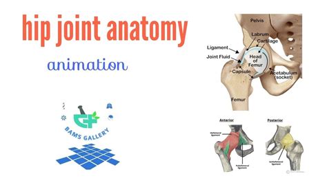 Hip Joint Anatomy Animation Medico Anatomy Bamsgallery Medical