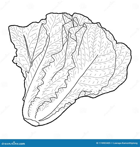 Lettuce Vector Illustration Hand Drawn Vegetable Cartoon Art Stock