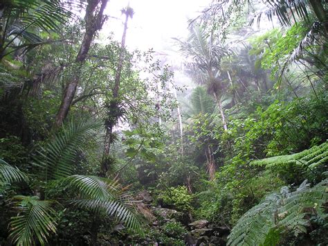 Filerain Forest Of El Yunque Puerto Rico Wikimedia Commons