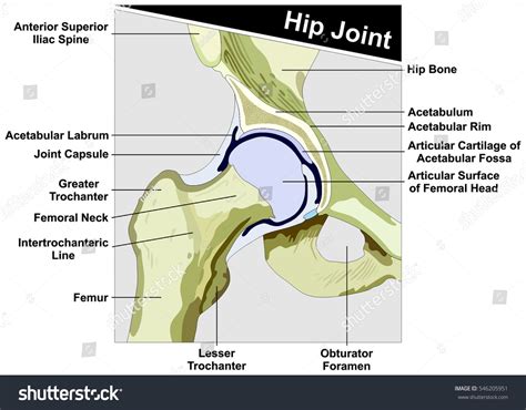 Hip Joint Anatomy Diagram Anatomical Structure Royalty Free Stock