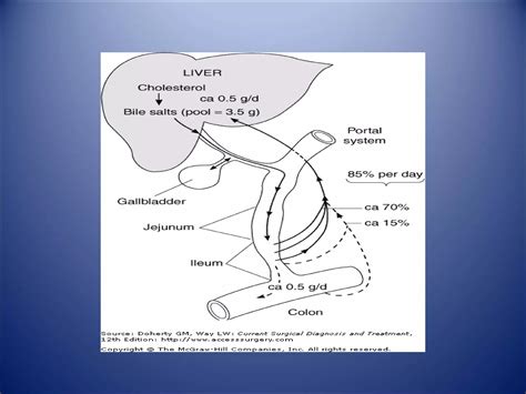 Gallbladder And Extrahepatic Biliary System Ppt