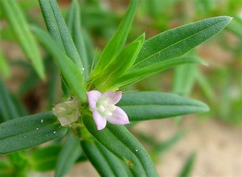 Rough Buttonweed Gtm Research Reserve Flowering Plant Guide · Inaturalist