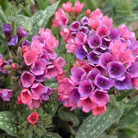 Learn which perennial flowers are best for part shade only at howstuffworks. Colorful Shade Tolerant Plants — The Family Handyman