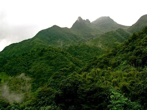 El Yunque Bosque Nacional En Puerto Rico