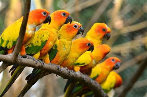 Parrot Wallpapers Wallpaper Cave