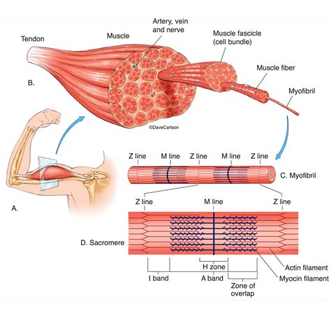 Structure Of A Muscle