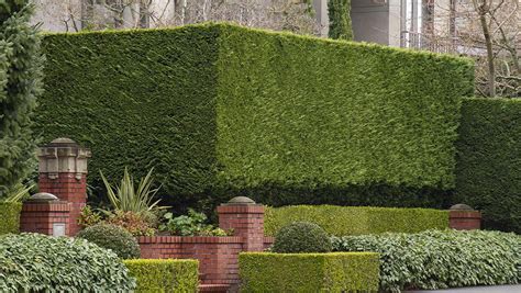 17 Fast Growing Shrubs For Privacy Hedges