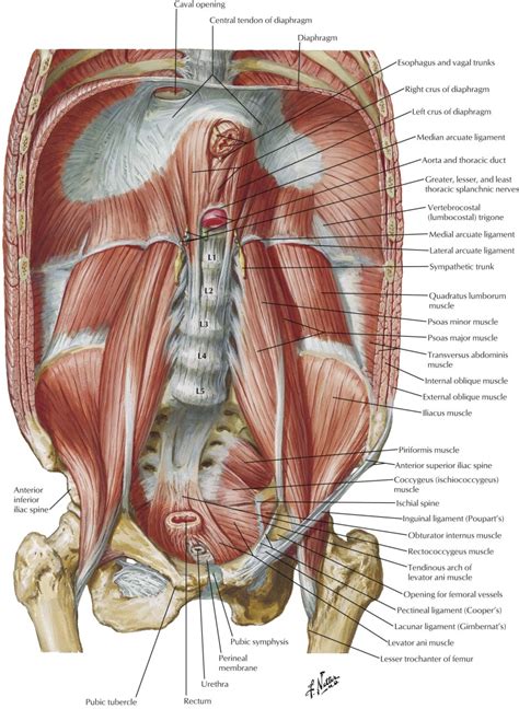 Overview Of Abdomen Radiology Key