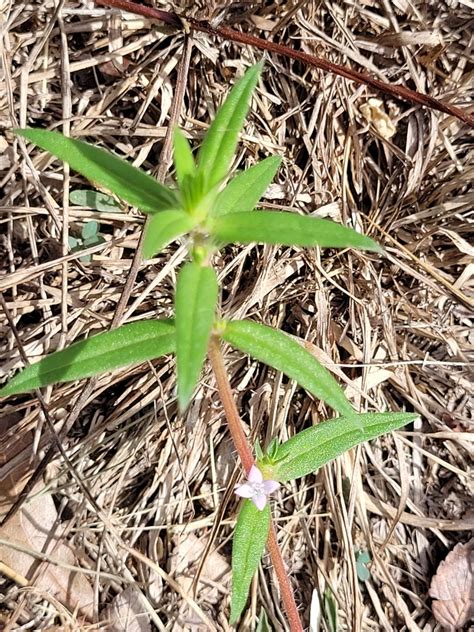 Rough Buttonweed From Fayette County Us Tx Us On September 20 2022