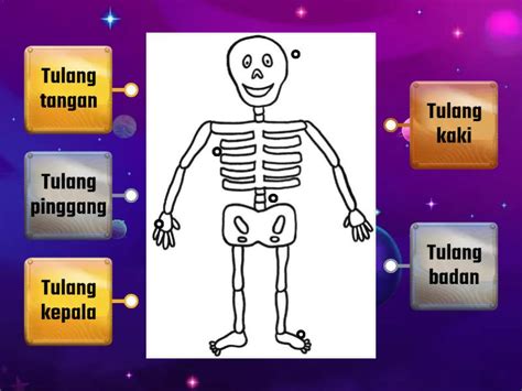 Sistem Rangka Manusia Skeleton System Labelled Diagram