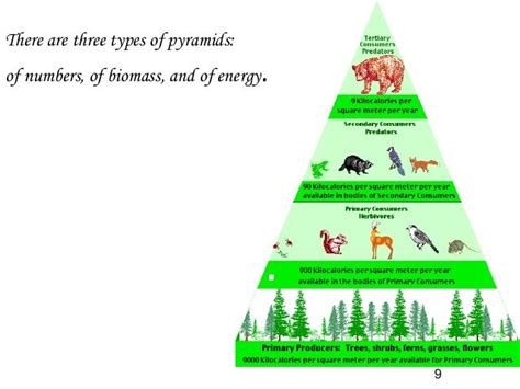 Desert Food Pyramid