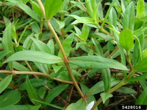 Virginia Buttonweed Diodia Virginiana L