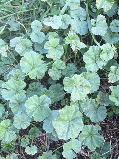 Common Mallow Malva Neglecta Aka Buttonweed Cheeseplant