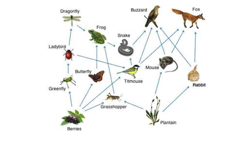 Food Web Explained With Examples