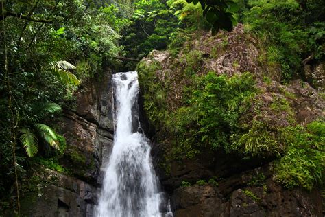 Bosque Nacional El Yunque Río Grande Puerto Rico Descubra Puerto Rico