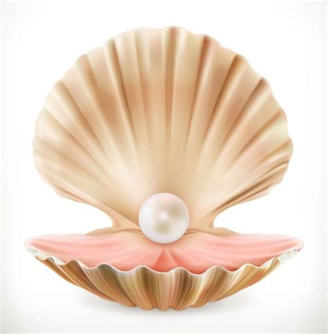 Cartoon Clam Shell Clam Shell Vector Clip Illustrations Clams Pearl