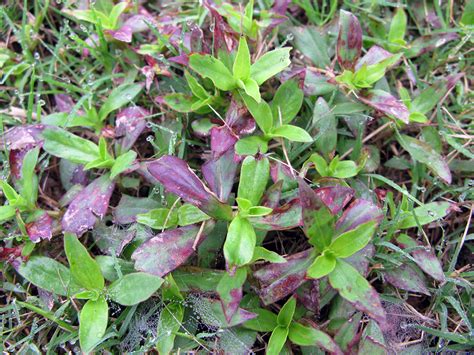 Virginia Buttonweed Control Mississippi State University Extension