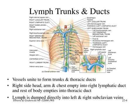 Ppt Chapter 22 The Lymphatic System Powerpoint Presentation Free