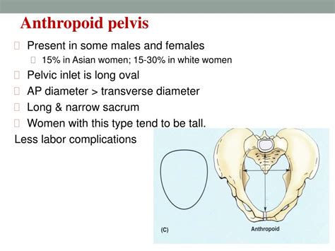 Ppt Anatomy Of The Female Pelvis Powerpoint Presentation Free