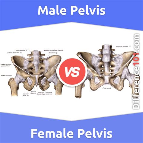 Male Vs Female Pelvis Whats The Difference Between Male And Female