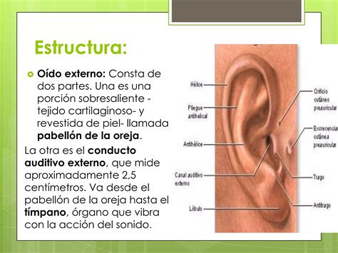 Organos De Los Sentidos Ppt