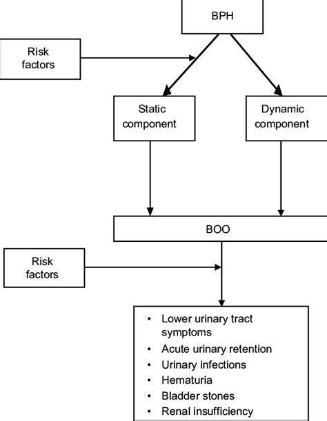 Benign Prostatic Hyperplasia Pathophysiology Diagram