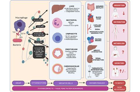 Sepsis Pathophysiology Diagram