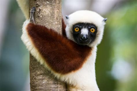 Nur und nur auf dieser wunderschönen insel afrikas können die lemuren leben und sich vermehren, und hier müssen wir sie persönlich kennenlernen. In search of Madagascar's "marine primates"