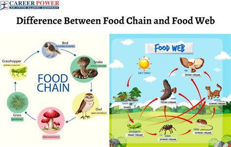 Difference Between Food Chain And Food Web