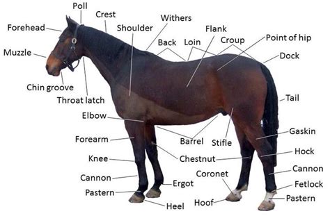 Main Parts Of A Horse Horses Horse Anatomy Horse Care