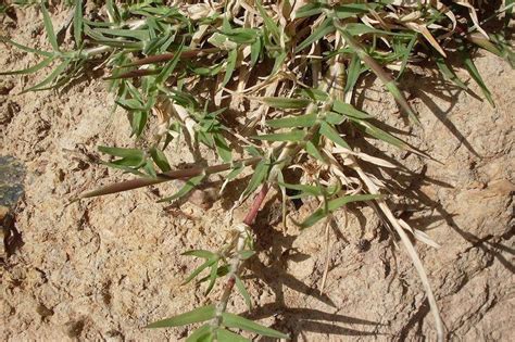 Grassy Weeds In Australia Identification And Control Ultimate Backyard