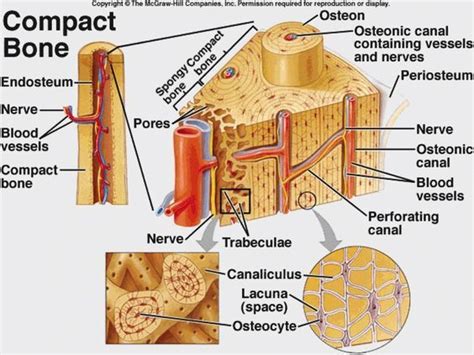 Compact Bone Diagram Labeled Compact Bone Diagram Labeled Co