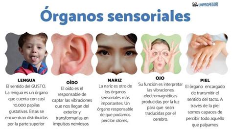 5 órganos De Los Sentidos Y Sus Partes Con ImÁgenes Y VÍdeos