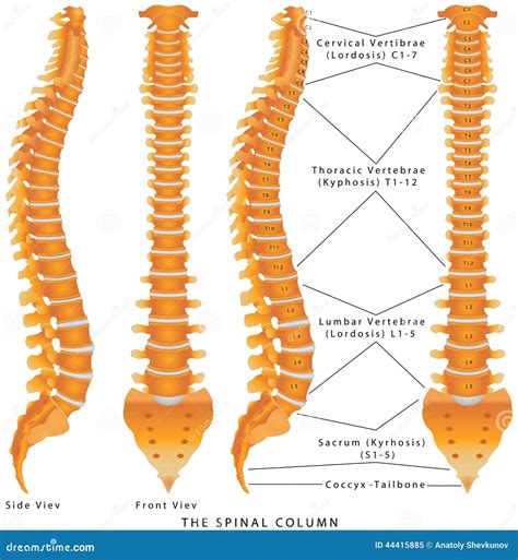 The Spinal Column Stock Vector Illustration Of Groups 44415885