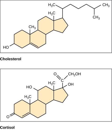 Lipids Openstax Biology