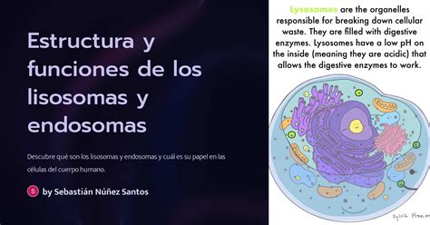 Estructura Y Funciones De Los Lisosomas Y Endosomas