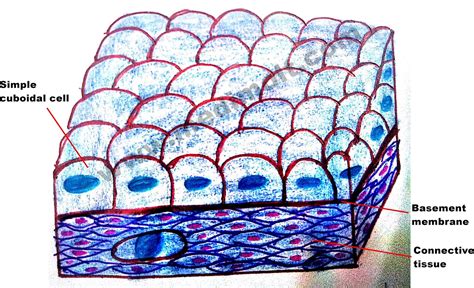 Simple Cuboidal Epithelium Labeled Diagram