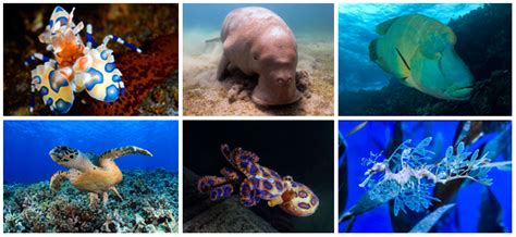 Magical Marine Life In The Philippines