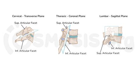 Joints Of The Vertebral Column Osmosis