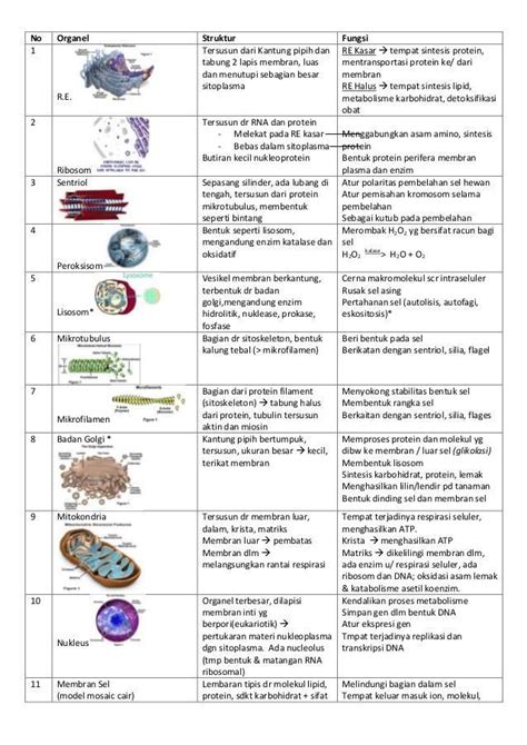 Pasangan Nama Organel Dan Fungsinya Yang Benar Adalah Homecare24