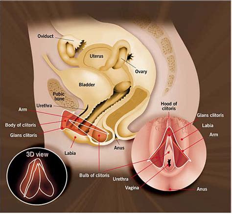 New Study Of The Clitoris Reveals Truths Missed By Anatomy Textbooks