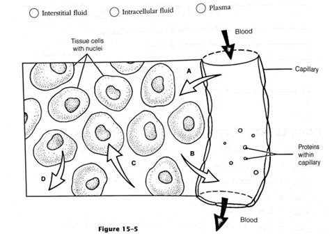 Figure 15 5 Illustrates The Three Major Fluid Compartments Quizlet