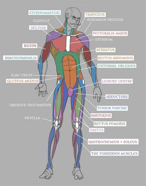 Muscles In The Body Diagram Human Musculoskeletal System Diagram