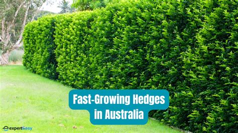 Top 8 Fast Growing Hedges In Australia