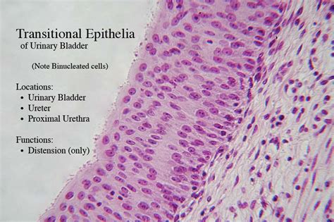 Transitional Epithelium