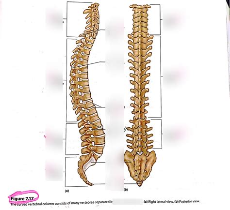 Anatomy Vertebral Column Lateralposterior Diagram Quizlet