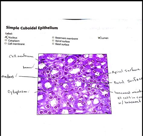 Simple Cuboidal Epithelium Label Nucleus Cytoplasm Cell Membrane