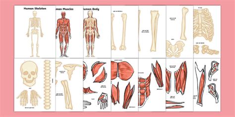 Skeletal Muscles Diagram For Kids